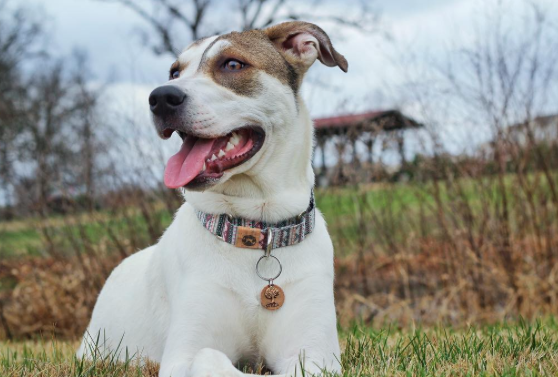 EDUCATION: What is a Martingale Collar and Why Use It?