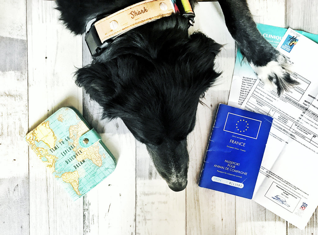 HOW TO: International Travel with your Pet this Summer!