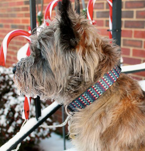 CUSTOMER REVIEW: Personalized Dog Collars