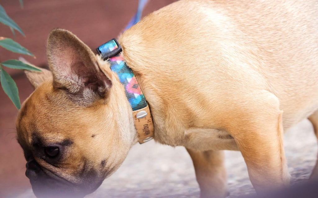 EDUCATION: Is Your Dog Constantly Chewing Through Their Collar?